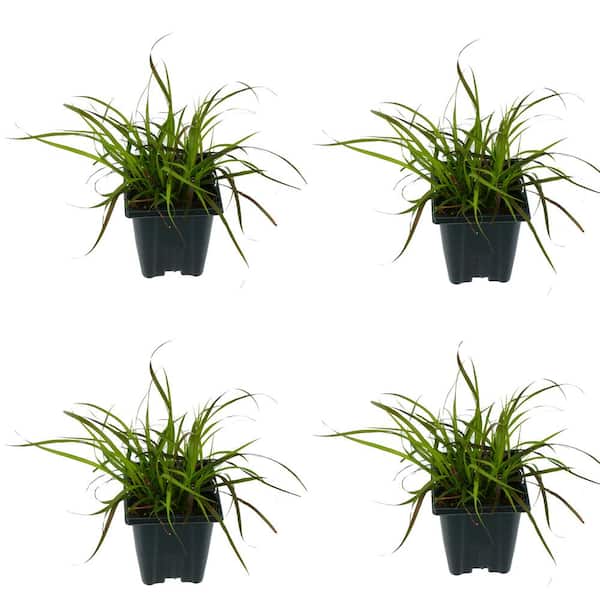 Unbranded Annual Pennisetum Rubrum Grass 1.0 Qt. - 4 Pack