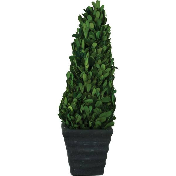 Pride Garden Products 4.75 in. W x 15 in. H Preserved Boxwood Cone in Black Terracotta Pot