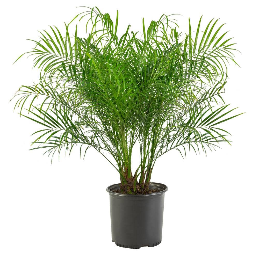 14 in. Roebellini Palm Tree with Long Rich Green Fronds