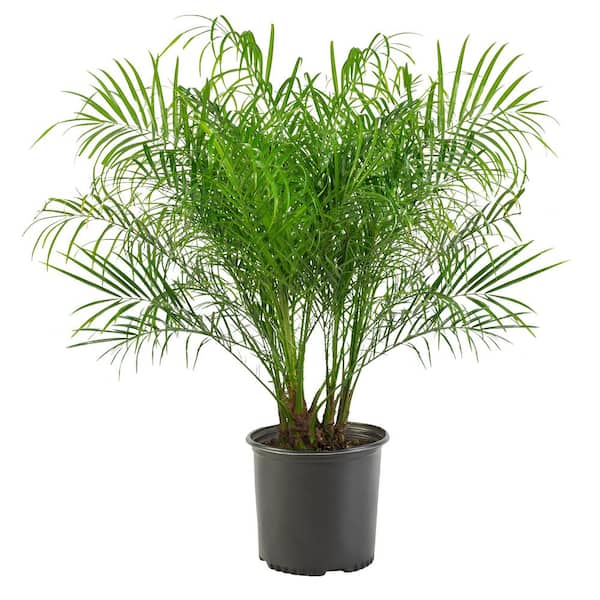 Unbranded 14 in. Roebellini Palm Tree with Long Rich Green Fronds