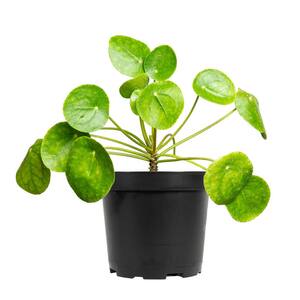 1:12 Maßstab Einzel Clay Kaktus & Topf Tumdee Puppenhaus Plant Gartenzubehör T5 