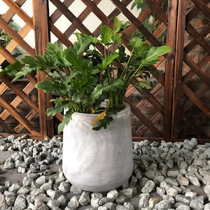 Large 16.5 in. x 16.5 in. x 13.4 in. Light Gray Lightweight Concrete Footed Tulip Planter