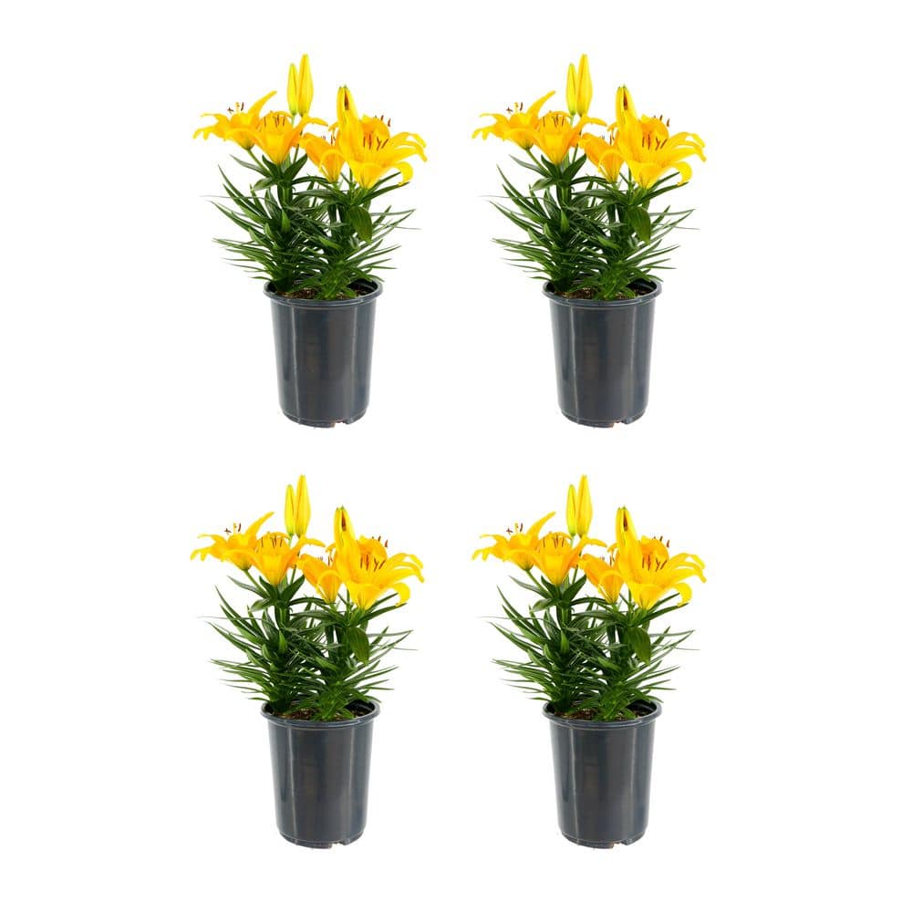 2.5 Qt. Perennial Asiatic Lily Yellow (4-Pack)