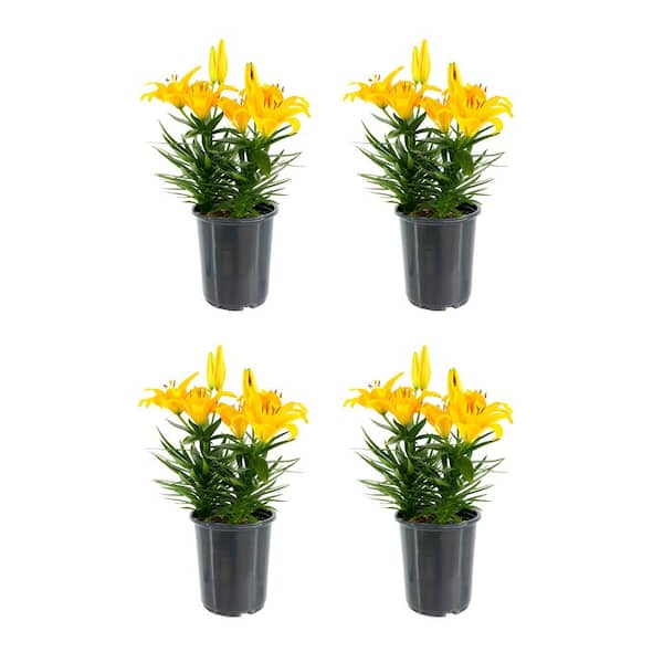 Unbranded 2.5 Qt. Perennial Asiatic Lily Yellow (4-Pack)