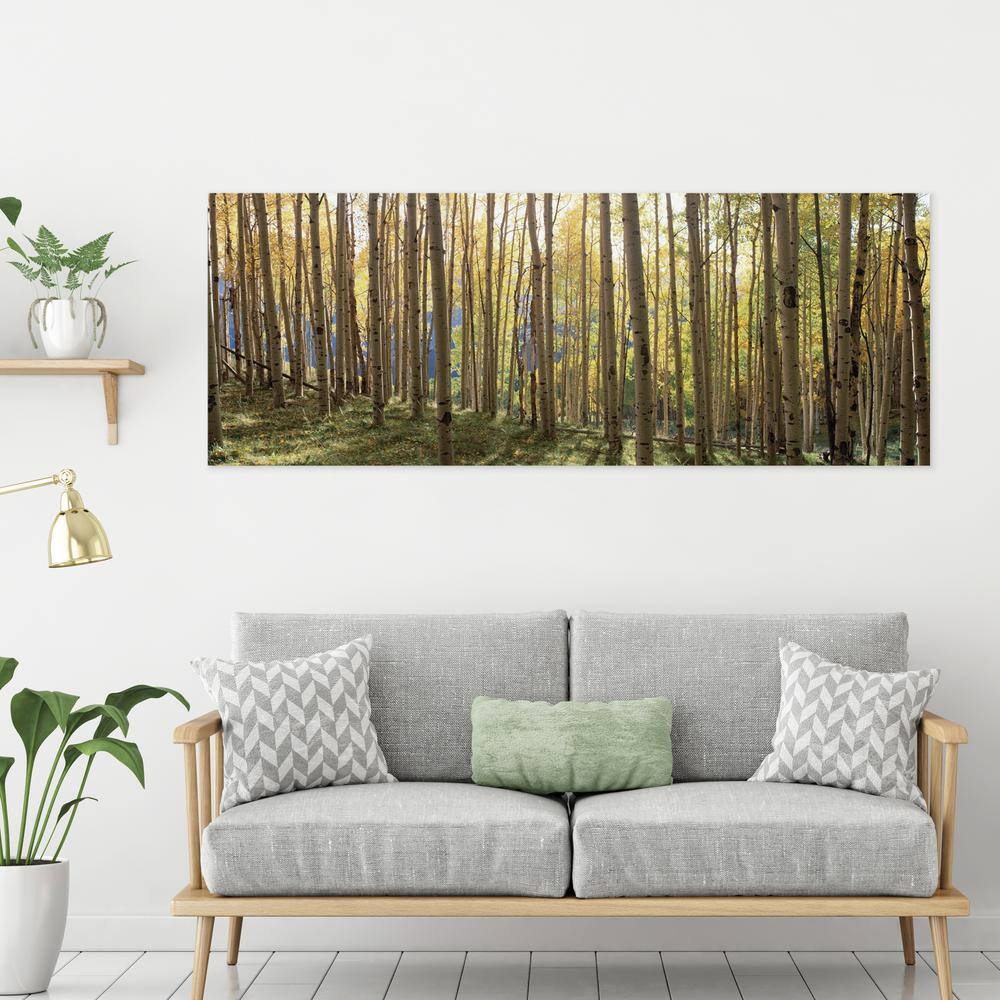 Sunlit Colorado Trees Tempered Glass Landscape Print