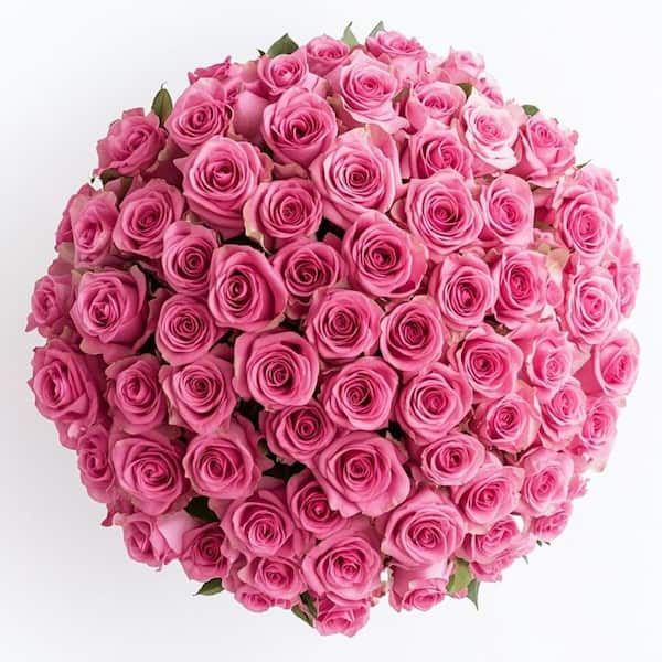 Fresh Pink Roses Bulk (100 Stems)