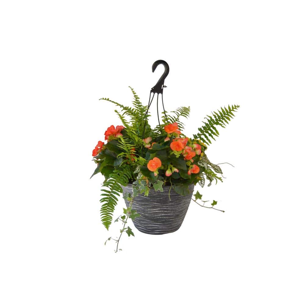 12 in. Begonia Plant Hanging Basket in Carnival