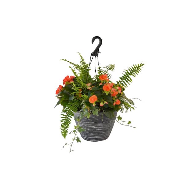 Unbranded 12 in. Begonia Plant Hanging Basket in Carnival