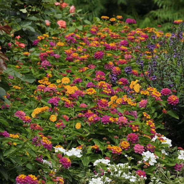 national PLANT NETWORK 4 in. Lantana 3-N-1 Lucky Charm Annual Plant with Multicolor Flowers (3-Pack)