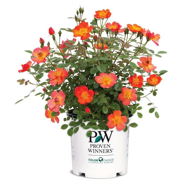 PROVEN WINNERS 2 Gal. Oso Easy Hot Paprika Rose Plant with Bold ...