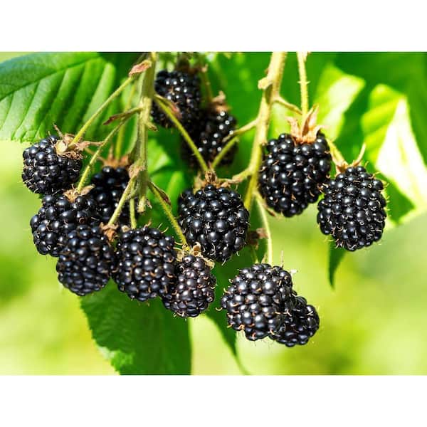 Triple Crown BlackBerry Plant-Live Plant in a 2 in. Pot-Rubus-Fruit Trees for The Patio and Garden