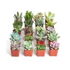 Unique Succulent Collection (20-Pack)