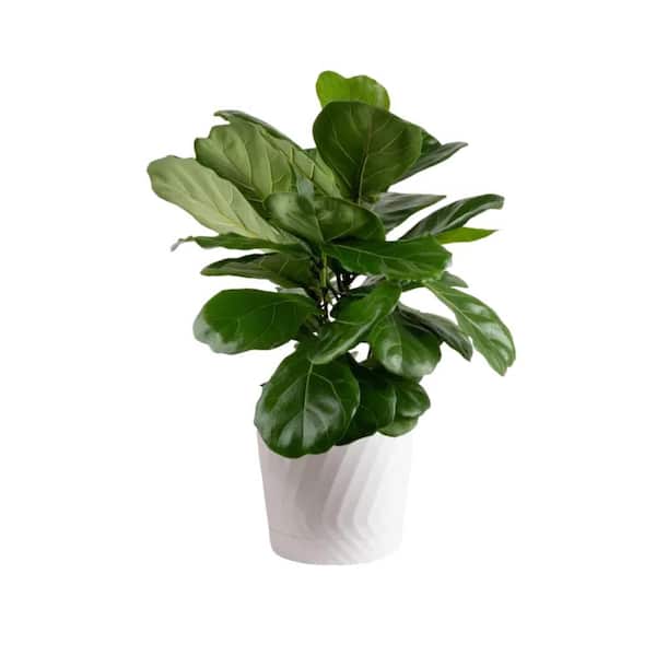 Fiddle Leaf Fig Indoor Plant Care Kit with 8 fl. oz. 4-in-1 Plant