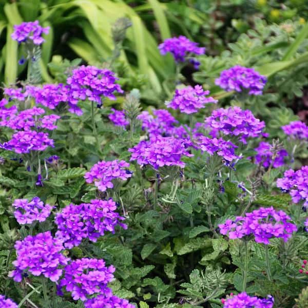 national PLANT NETWORK 2.5 in. Verbena Homestead Purple Annual