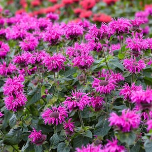2.50 Qt. Pot, Purple Flowering Bee Balm Potted Perennial Plant (1-Pack)
