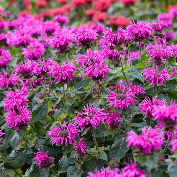 Spring Hill Nurseries 2.50 Qt. Pot, Purple Flowering Bee Balm Potted Perennial Plant (1-Pack)
