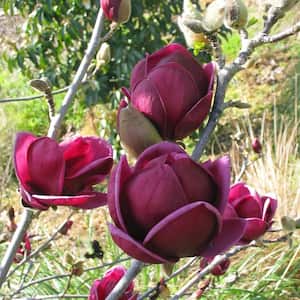 2 Gal. Magnolia Genie Tree in Grower Container (1-Piece)