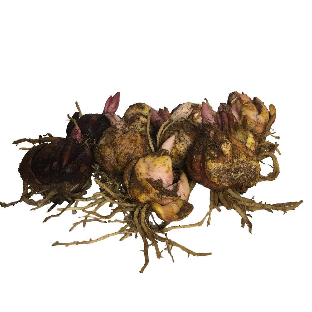 Salman Star Lily Bulbs 5 Healthy Bulbs
