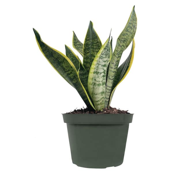 6 in. Sansevieria Snake Plant Indoor Tropical Houseplant in Grower Pot (1-Pack)