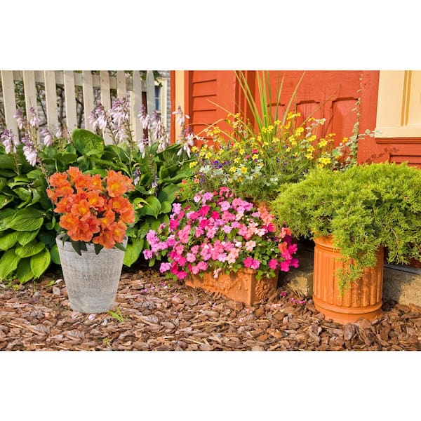 Unbranded. 2.5 qt. Alstroemeria 'Colorita Amina' Perennial Plant