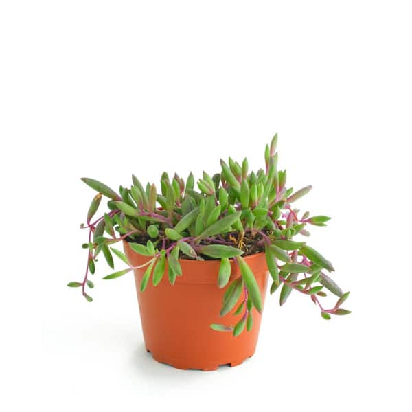 Shop Succulents Ruby Necklace Hanging Succulent, Othonna Capensis, Fully Rooted Live 4 in. Succulent Plant
