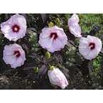Head Over Heels Blush Hibiscus Plant with Pink Blooms