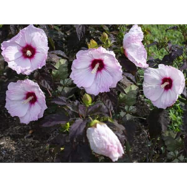 national PLANT NETWORK Head Over Heels Blush Hibiscus Plant with Pink Blooms