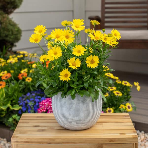 Vigoro 1.5 PT Osteospermum African Daisy 'Margarita Yellow' Yellow