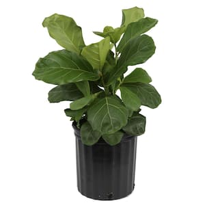 Fiddle Leaf Fig Indoor Plant in 10 in. Black Grower Pot, Avg. Shipping Height 1-2 ft. Tall