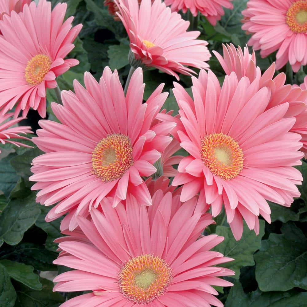 Vigoro 2.6 Qt. #1 Pink Transvaal Daisy Plant 34923 - The Home Depot