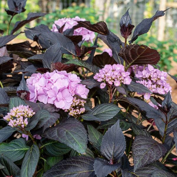 national PLANT NETWORK 3 gal. Hydrangea Midnight Rider Live Shrub