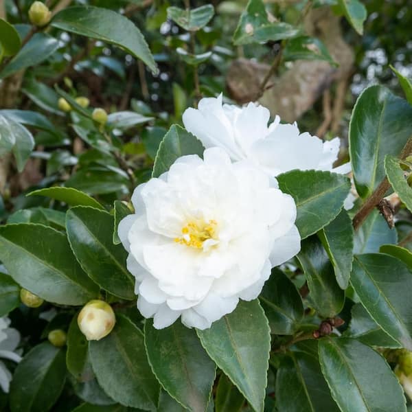 national PLANT NETWORK 3 gal. Camellia Dwarf White Shi Shi Shrub with ...