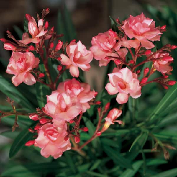 Unbranded 1 Gal. Pink Oleander Live Shrub Plant
