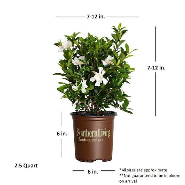 SOUTHERN LIVING 2.5 Qt. Jubilation Gardenia, Live Evergreen Shrub 