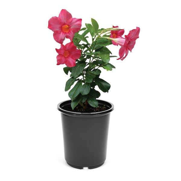 2.5 qt. Annual Mandevilla Pink