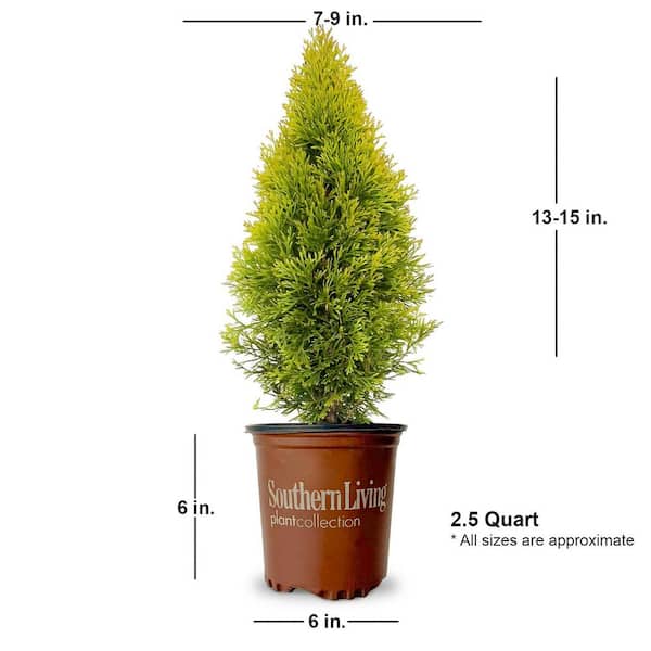 SOUTHERN LIVING 2.5 qt. Highlights Arborvitae (Thuja) Live Conifer