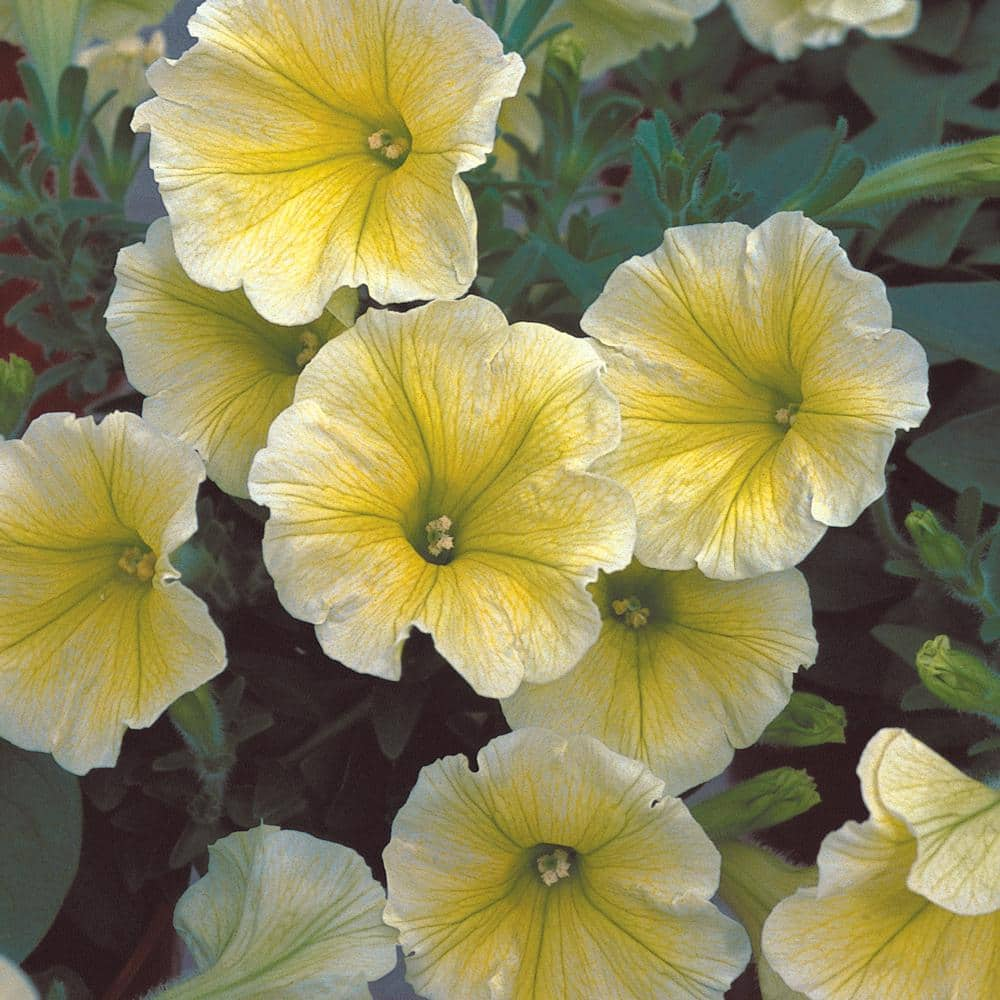 11 in. Multi-Flora Yellow Petunia Plant 91200 - The Home Depot