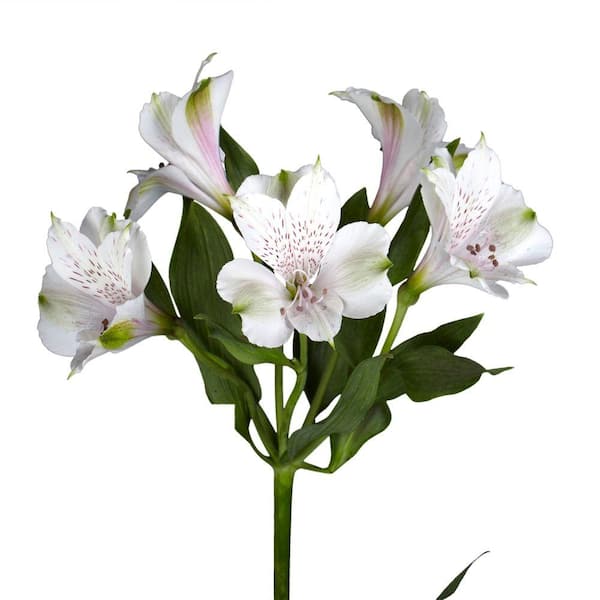 Globalrose Fresh White Alstroemeria Flowers (100 Stems - 400 Blooms)