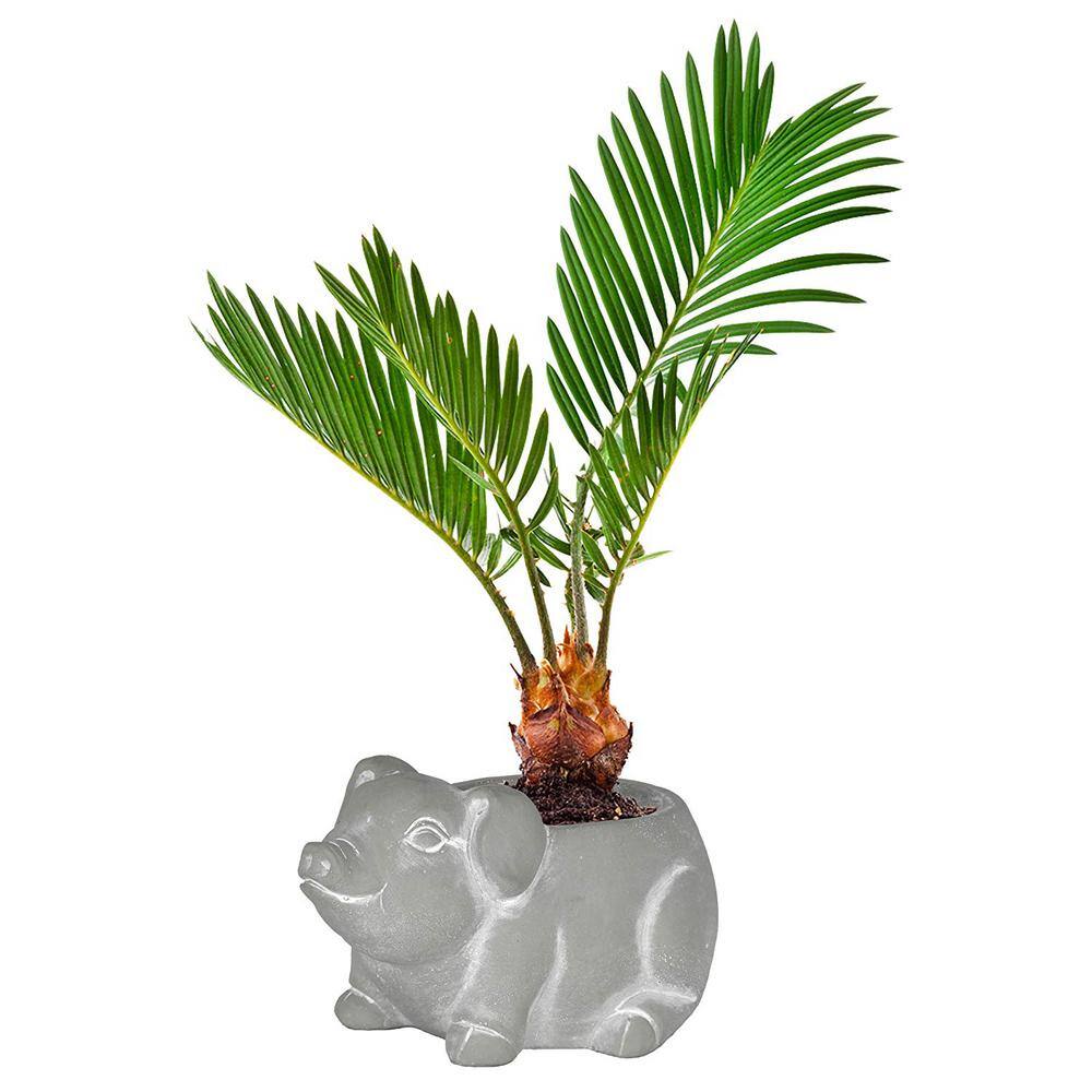 Small Gray Cement Piglet Indoor/Outdoor Planter with Drainage Hole