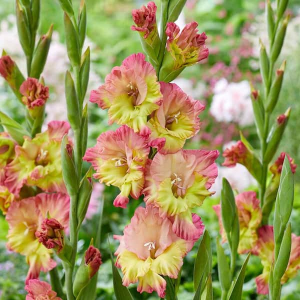 VAN ZYVERDEN Van Zyverden Gladiolus Large Flowering Conca Verde Set of 12 Bulbs