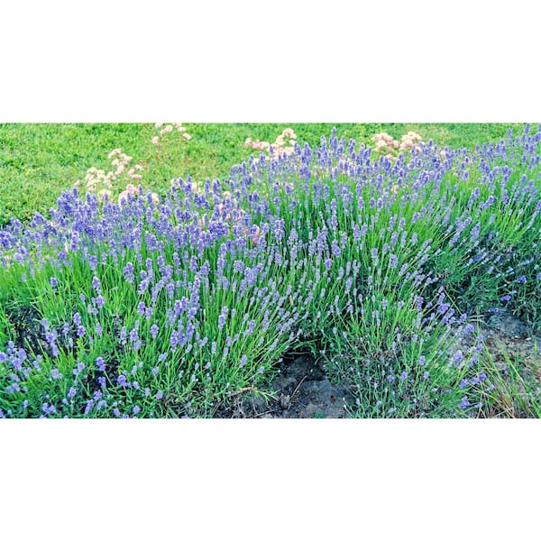 1 Gal. Dark Knight Bluebeard Flowering Shrub with Highly Fragrant Deep Blue Late Summer Blossoms