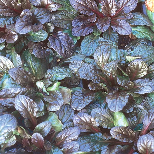 ALTMAN PLANTS 1-Pint Mahogany Bugleweed Perennial Plant