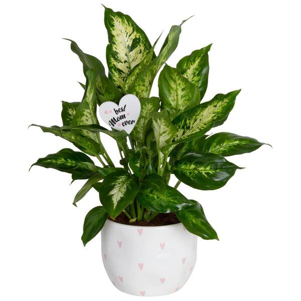 Have a question about Costa Farms 6 in. Dieffenbachia Dumb Cane Indoor