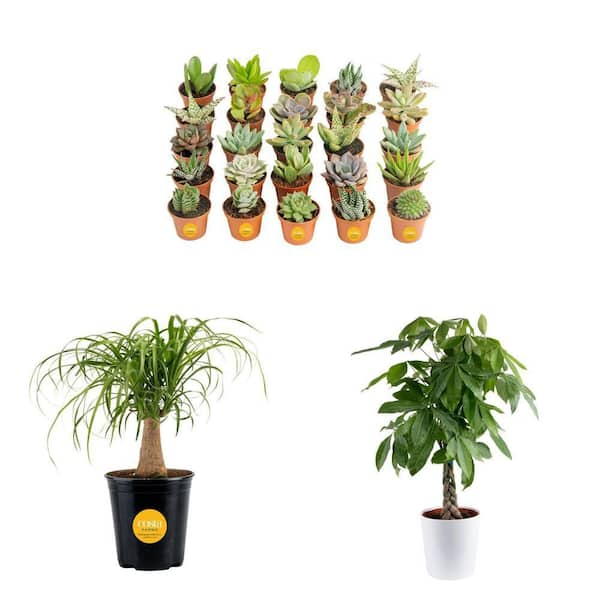 2 in. Succulent Plants (25-Pack), 6 in. Ponytail Palm & 10 in. Money Tree Combo