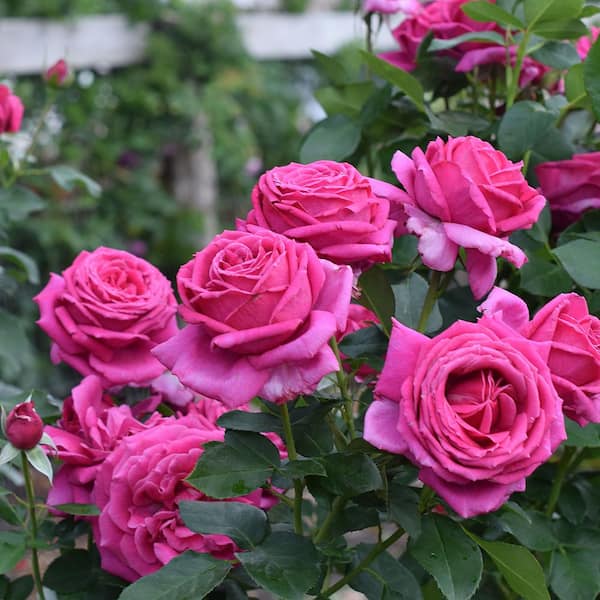 ALTMAN PLANTS 3 Gal. Miranda Lambert Rose Plant with Hot Pink