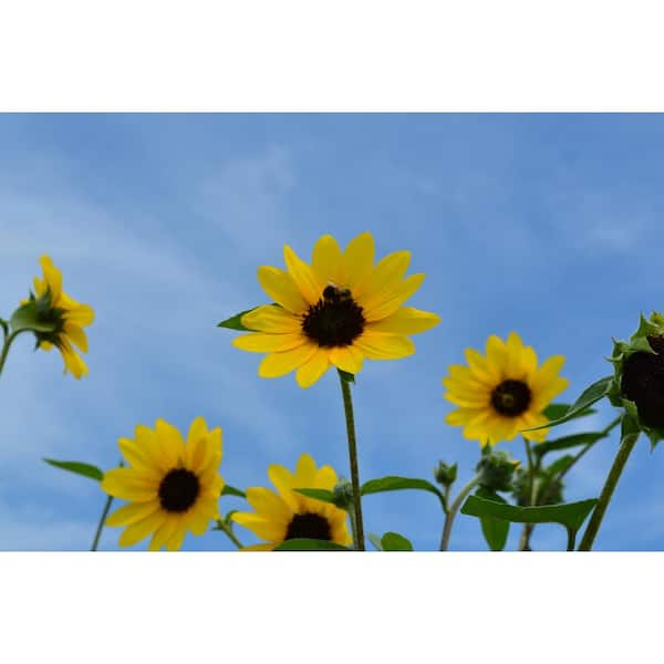 Sunflower Window Thermometer Small