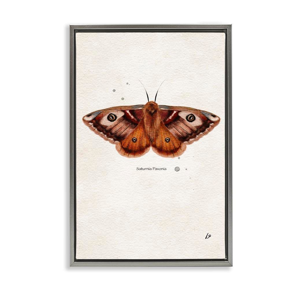Scientific Orange Moth by Lydia Orange Gray Floater Frame Animal Graphic Art Print 25 in. x 17 in. price history on PriceWatchPro