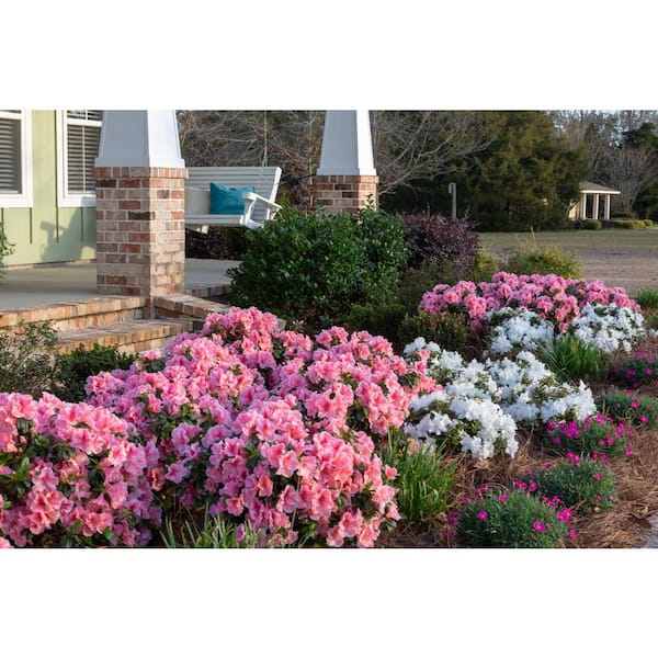 ENCORE AZALEA Azalea Encore Autumn Ivory 3 Gal. Shrub with Bright