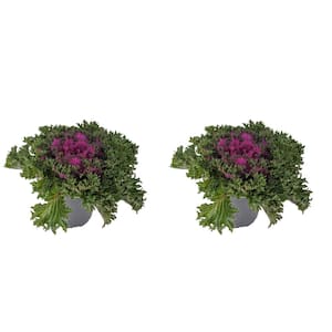 2.5 Qt. Purple Annual Ornamental Kale Coral Queen (2-Pack)