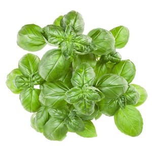 4 in. Super Sweet Genovese Basil Herb Plant (6-Pack)